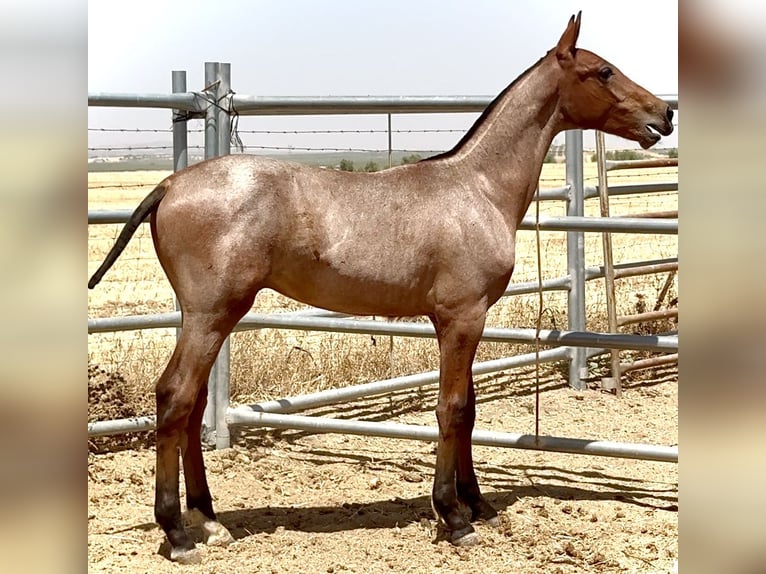 Cruzado Stallion Foal (03/2025) 16,1 hh Roan-Red in Bienvenida