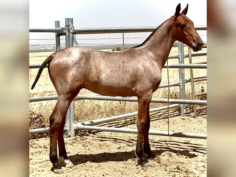 Cruzado Stallion Foal (03/2025) 16,1 hh Roan-Red in Bienvenida