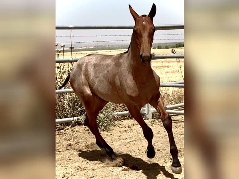 Cruzado Stallion Foal (03/2025) 16,1 hh Roan-Red in Bienvenida