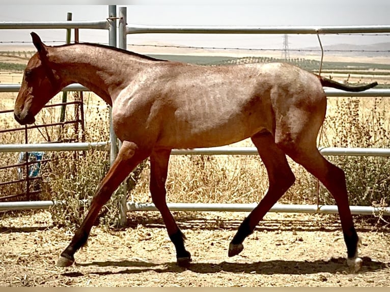 Cruzado Stallion Foal (03/2025) 16,1 hh Roan-Red in Bienvenida
