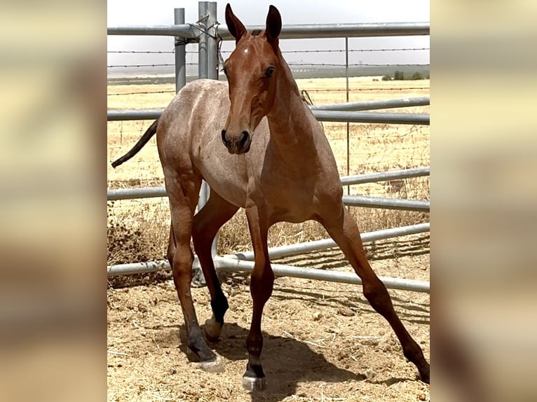 Cruzado Stallion Foal (03/2025) 16,1 hh Roan-Red in Bienvenida