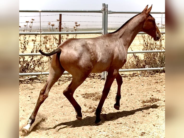 Cruzado Stallion Foal (03/2025) 16,1 hh Roan-Red in Bienvenida