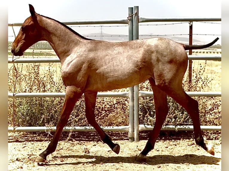 Cruzado Stallion Foal (03/2025) 16,1 hh Roan-Red in Bienvenida