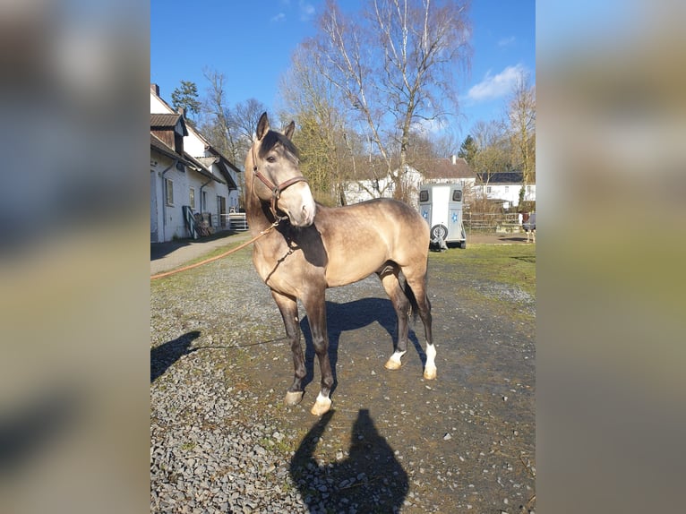 Cruzado Stallone 10 Anni 160 cm Pelle di daino in Perugia Cruzado Stallone 10 Anni 160 cm Pelle di daino in Perugia