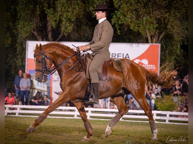 Cruzado Stallone 11 Anni 158 cm Sauro in Tomar Cruzado Stallone 11 Anni 158 cm Sauro in Tomar