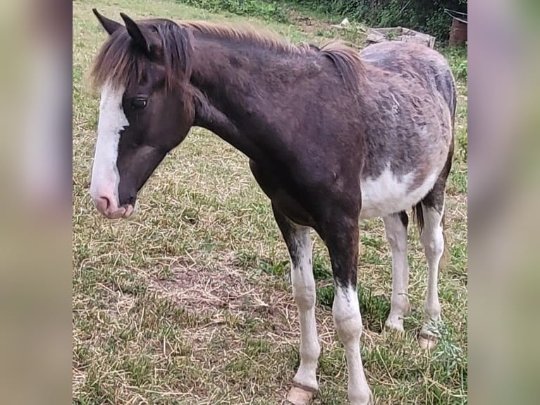 Cruzado Stallone 1 Anno 155 cm Overo-tutti i colori in Sommerkahl