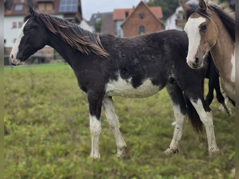 Cruzado Stallone 1 Anno 155 cm Overo-tutti i colori in Sch&#xF6;llkrippen