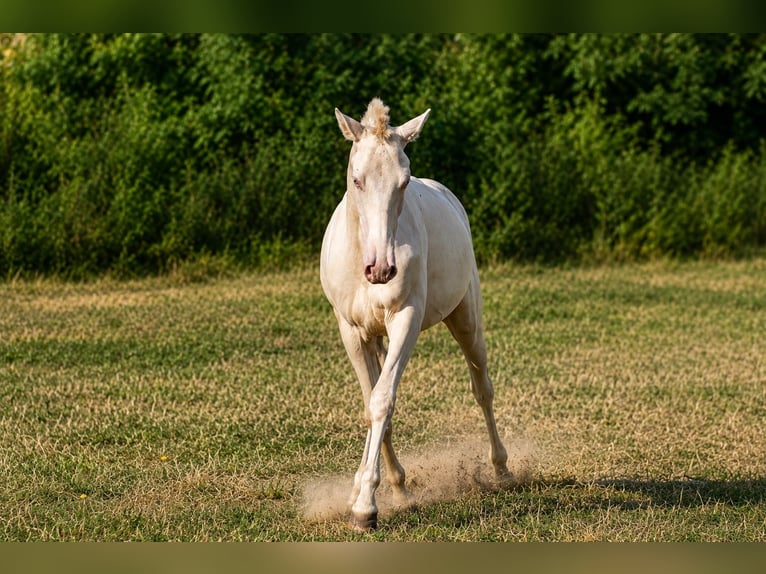 Cruzado Stallone 1 Anno 165 cm Cremello in Gierałtowice