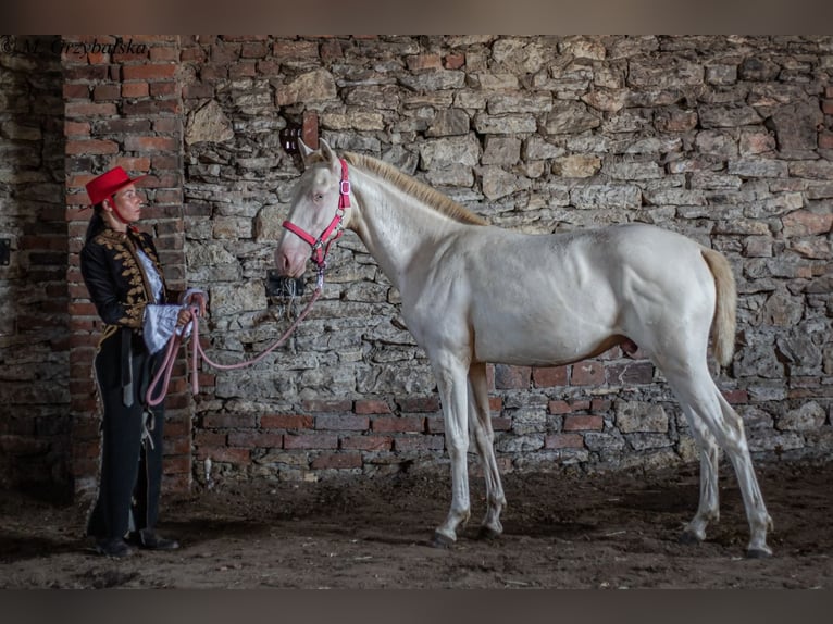 Cruzado Stallone 1 Anno 165 cm Cremello in Gierałtowice