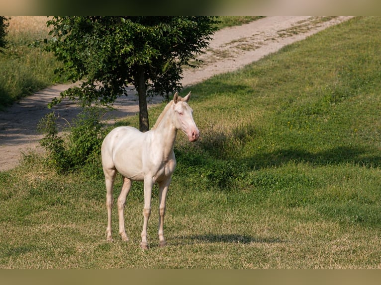 Cruzado Stallone 1 Anno Cremello in Gierałtowice