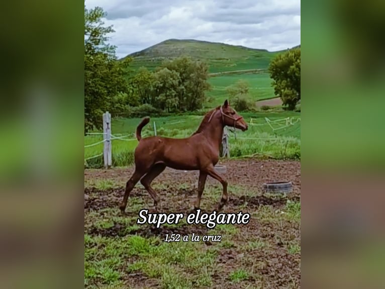 Cruzado Mix Stallone 2 Anni Sauro in Burgos