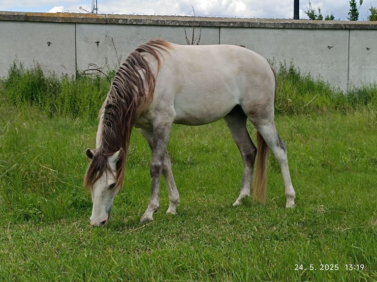 Cruzado Stallone 3 Anni 154 cm Pearl in Bratislava