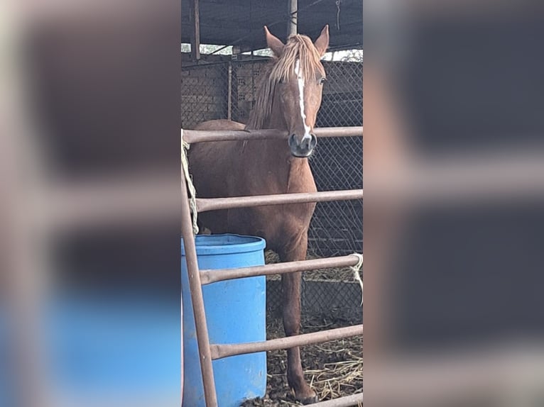 Cruzado Stallone 3 Anni 155 cm  in Almonte
