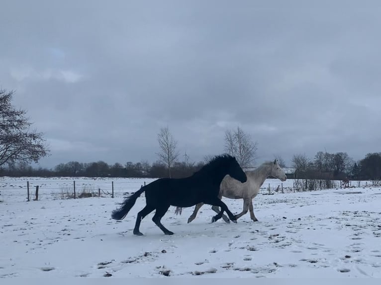 Cruzado Stallone 3 Anni 156 cm Morello in Janneby