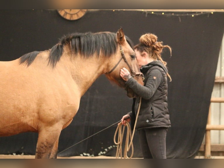 Cruzado Stallone 3 Anni 157 cm  in Postfeld