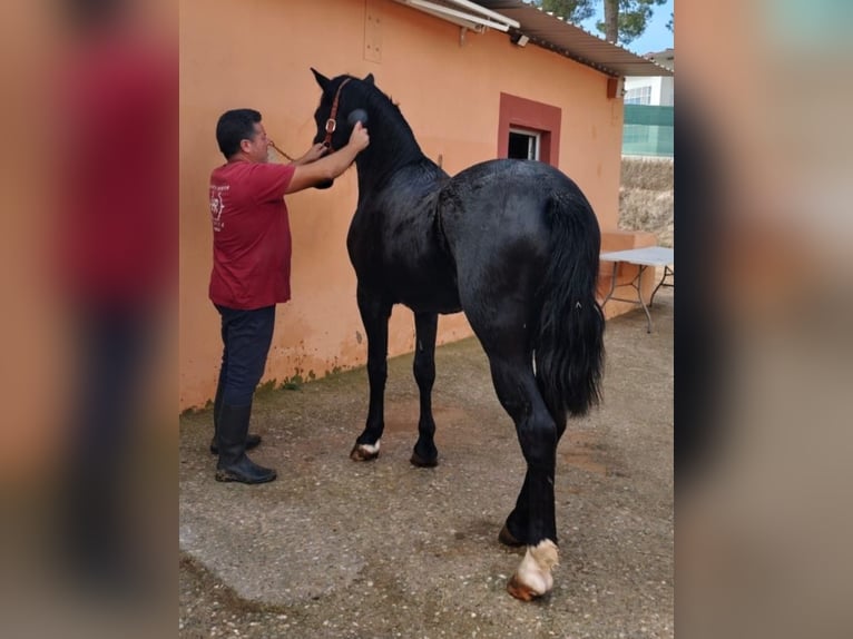 Cruzado Stallone 4 Anni 157 cm Morello in Pedralba