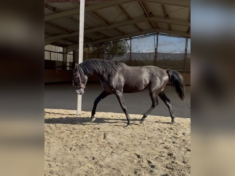 Cruzado Stallone 4 Anni 164 cm Morello in Achstetten