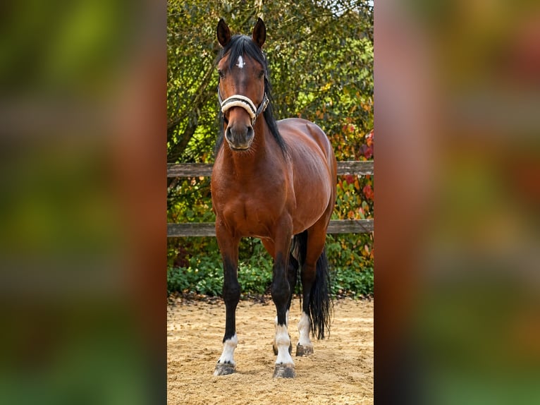 Cruzado Mix Stallone 8 Anni 152 cm Baio nero in Bexbach