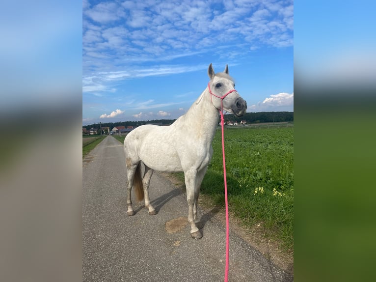 Cruzado Stallone 9 Anni 158 cm Grigio in F&#xFC;rth