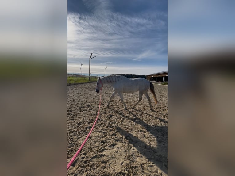 Cruzado Stallone 9 Anni 158 cm Grigio in F&#xFC;rth