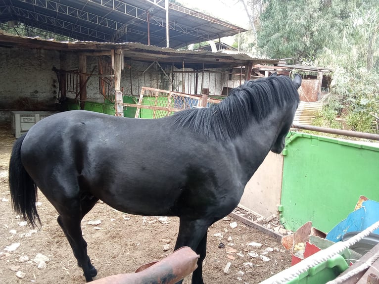 Cruzado Stallone Puledri (01/2026) 160 cm Morello in Malaga