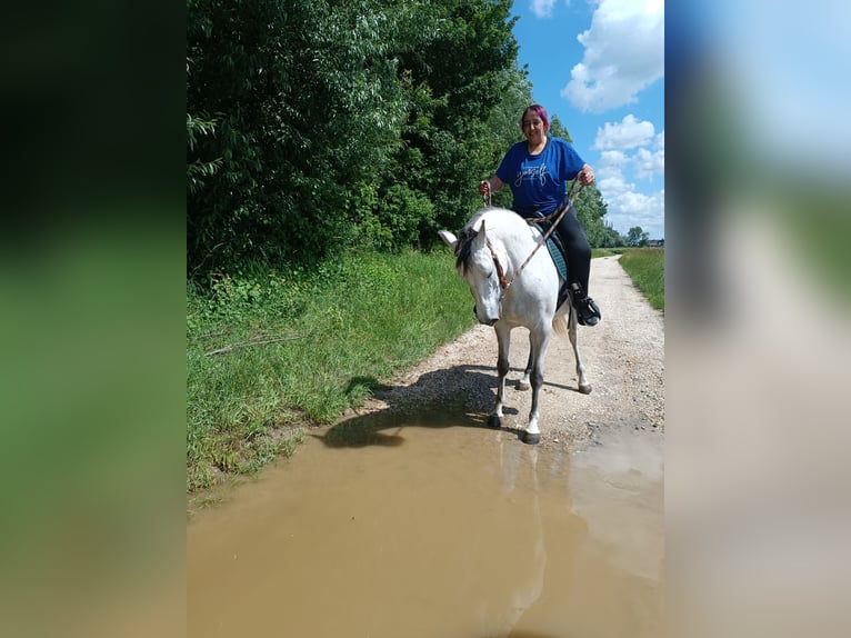 Cruzado Stute 10 Jahre 145 cm Cremello in Neu-Ulm