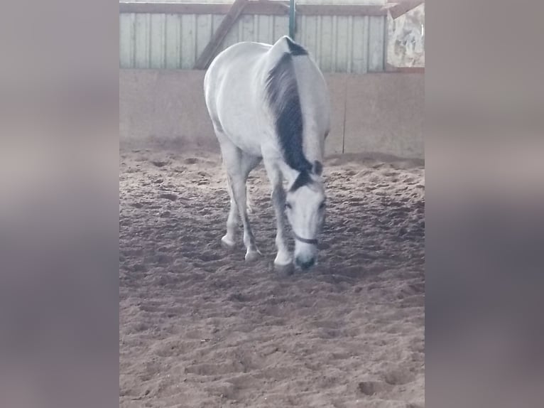 Cruzado Stute 10 Jahre 145 cm Cremello in Neu-Ulm