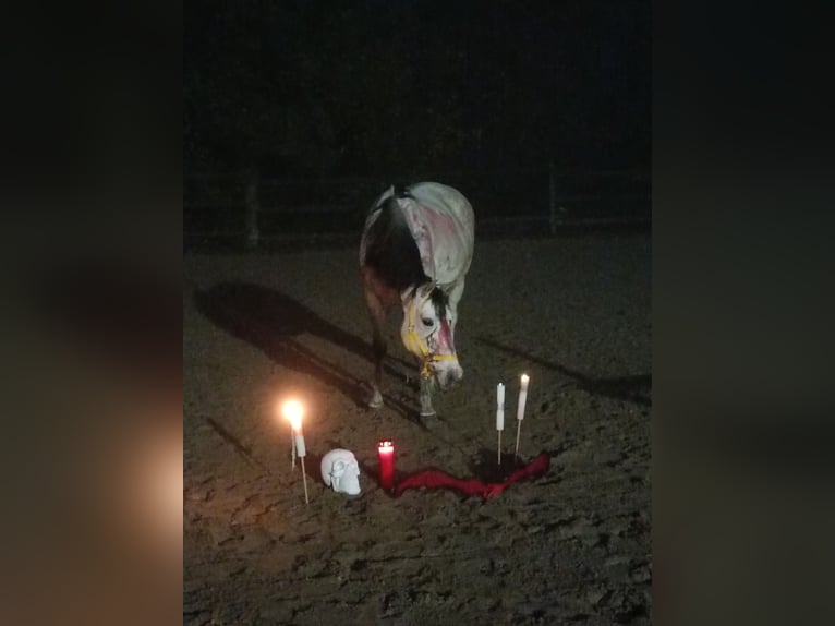 Cruzado Stute 10 Jahre 145 cm Cremello in Neu-Ulm