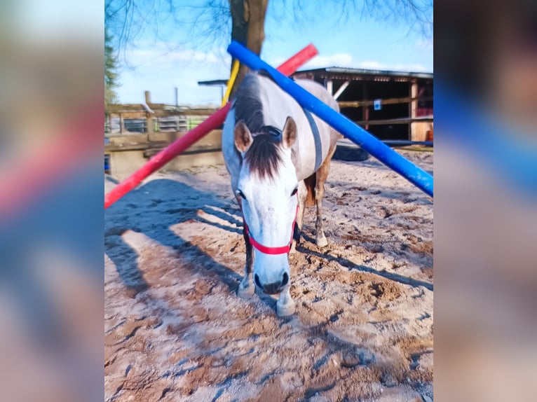 Cruzado Stute 10 Jahre 145 cm Cremello in Neu-Ulm