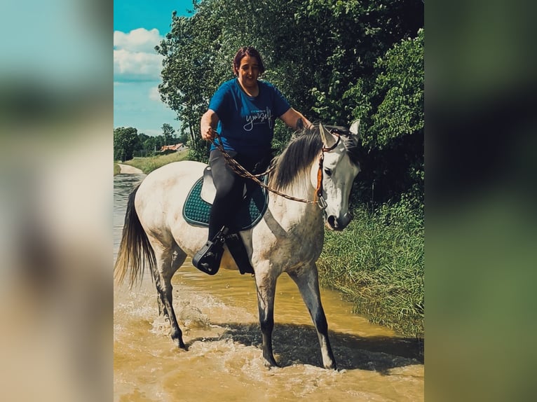 Cruzado Stute 10 Jahre 145 cm Cremello in Neu-Ulm