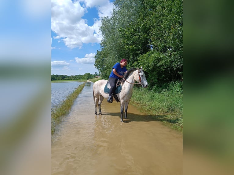 Cruzado Stute 10 Jahre 145 cm Cremello in Neu-Ulm