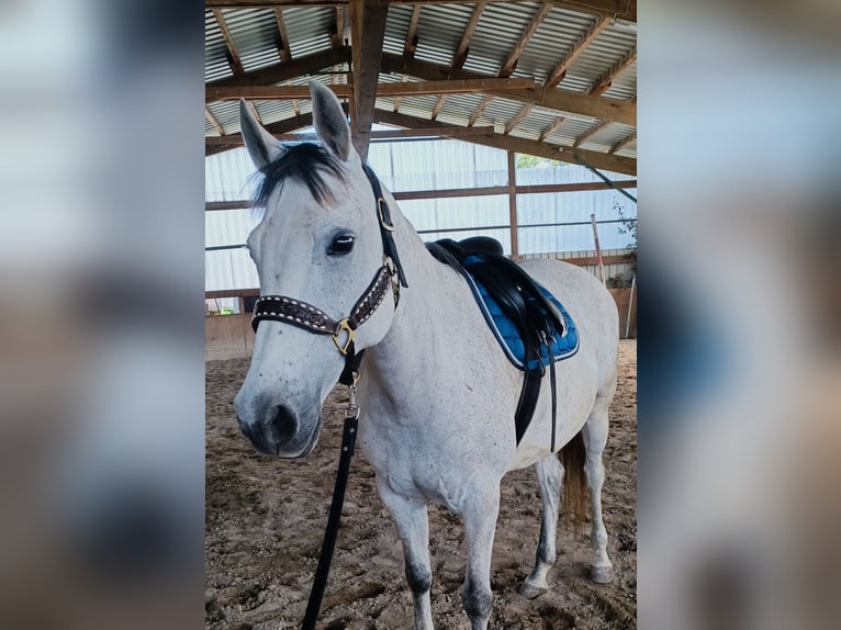Cruzado Stute 10 Jahre 145 cm Cremello in Neu-Ulm