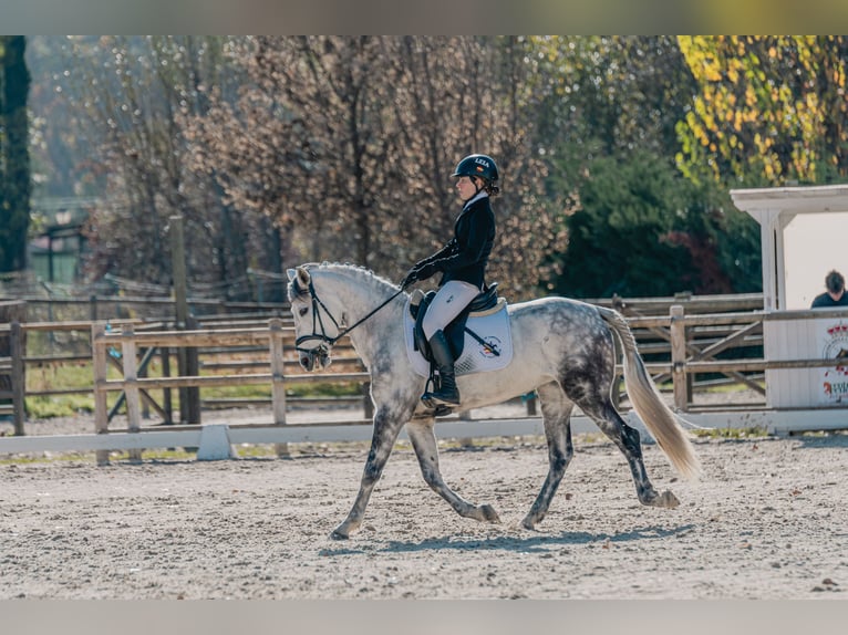 Cruzado Stute 10 Jahre 149 cm in Villaviciosa de Od&#xF3;n