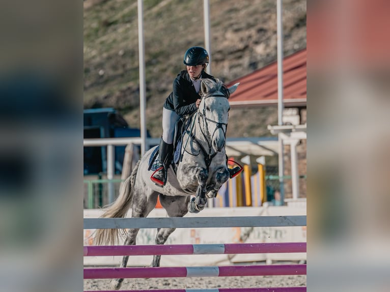 Cruzado Stute 10 Jahre 149 cm in Villaviciosa de Od&#xF3;n