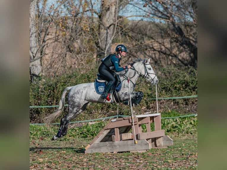 Cruzado Stute 10 Jahre 149 cm in Villaviciosa de Od&#xF3;n