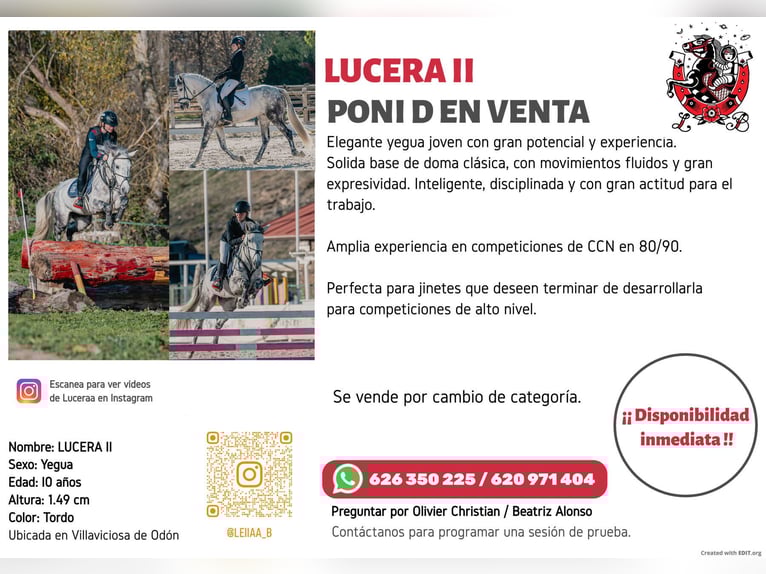 Cruzado Stute 10 Jahre 149 cm in Villaviciosa de Od&#xF3;n