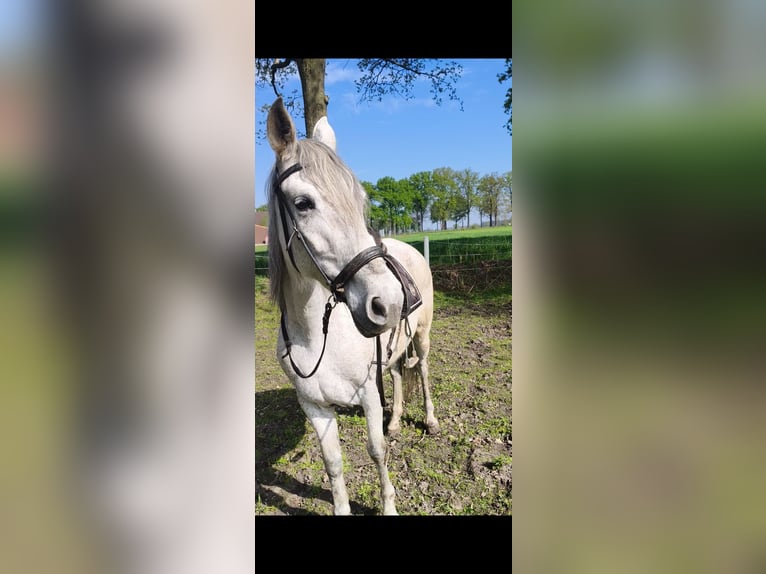 Cruzado Mix Stute 10 Jahre 150 cm Schimmel in Achel
