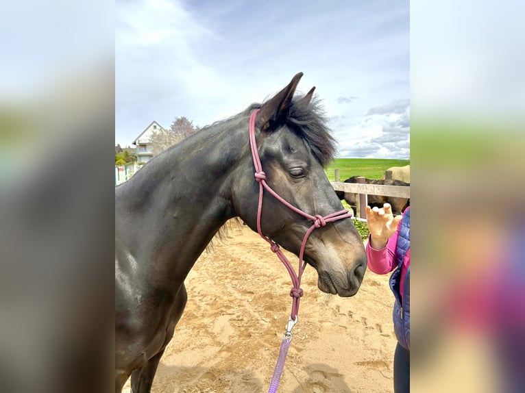 Cruzado Stute 10 Jahre 153 cm Schwarzbrauner in Königswinter
