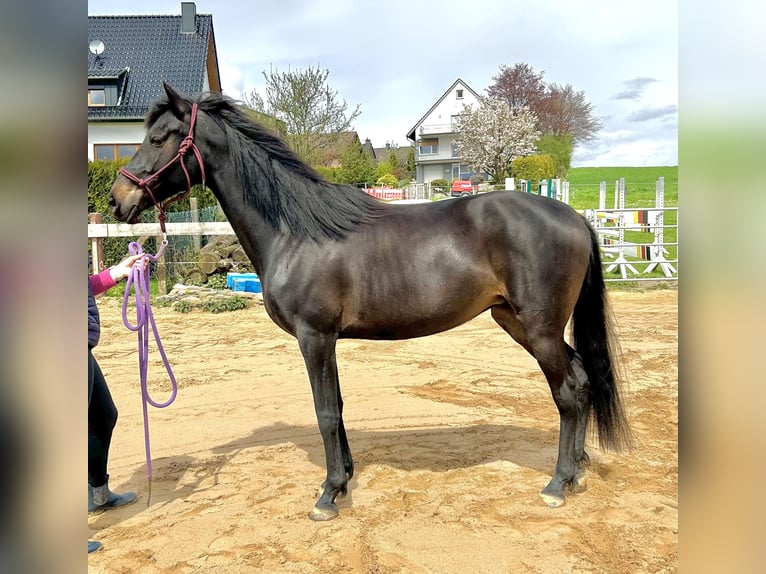 Cruzado Stute 10 Jahre 153 cm Schwarzbrauner in Königswinter