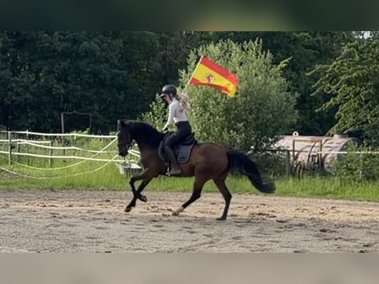 Cruzado Stute 10 Jahre 157 cm Brauner in Windhagen