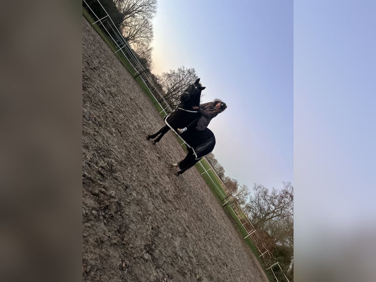Cruzado Stute 10 Jahre 158 cm Schwarzbrauner in Ostrhauderfehn