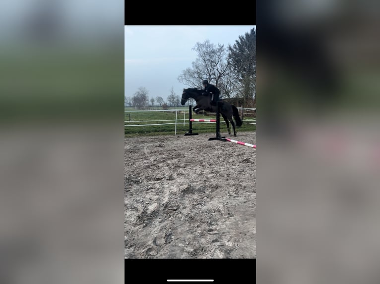 Cruzado Stute 10 Jahre 158 cm Schwarzbrauner in Ostrhauderfehn