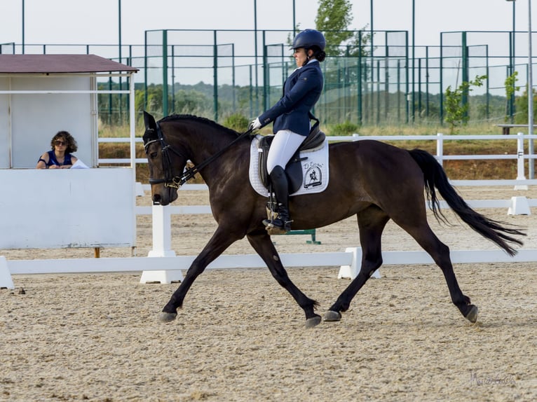 Cruzado Stute 10 Jahre 160 cm Brauner in Mojados