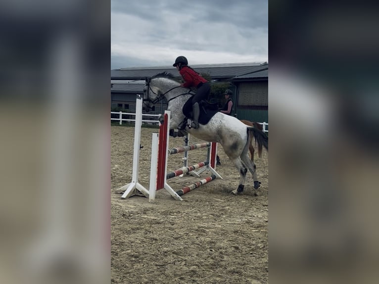 Cruzado Mix Stute 10 Jahre 166 cm Schimmel in Korschenbroich