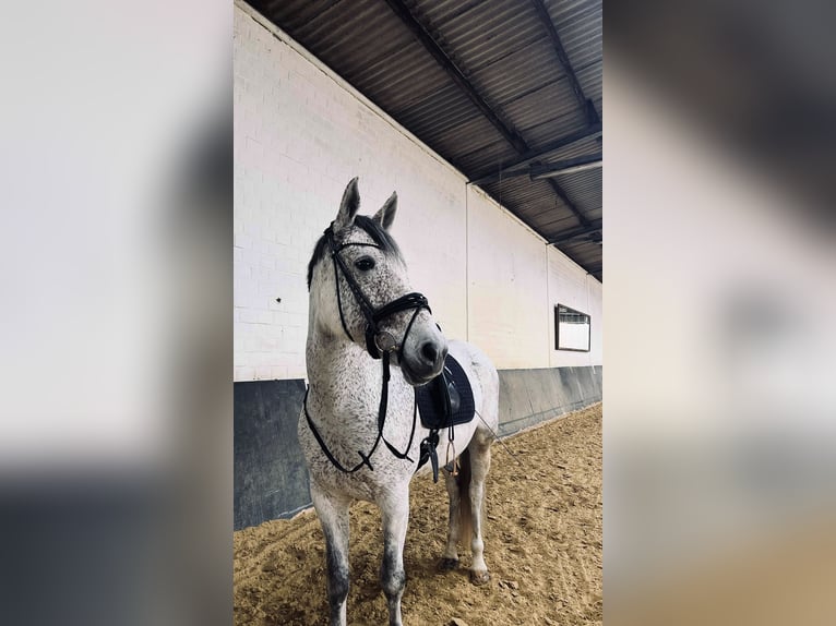 Cruzado Mix Stute 10 Jahre 166 cm Schimmel in Korschenbroich