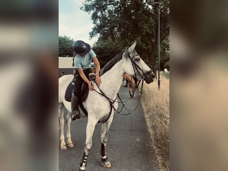 Cruzado Mix Stute 10 Jahre 166 cm Schimmel in Korschenbroich