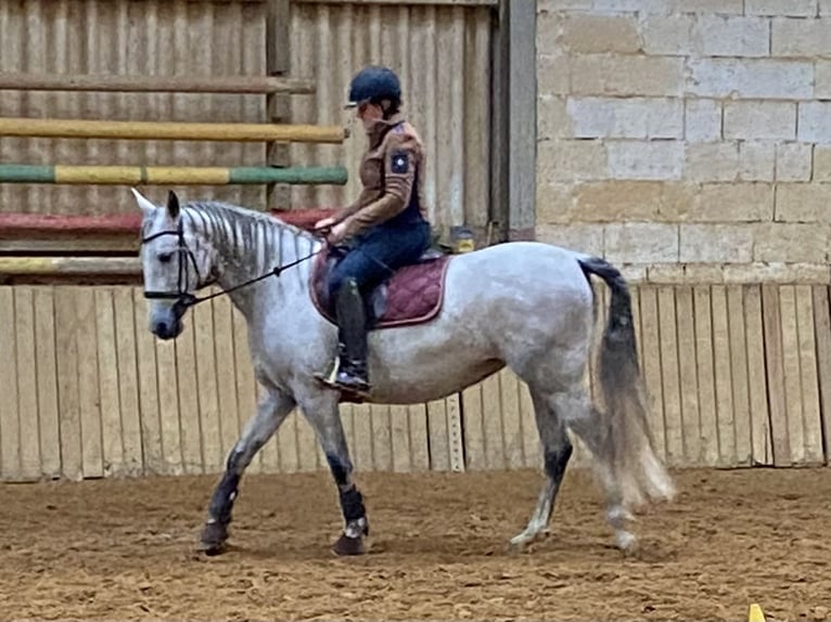 Cruzado Stute 11 Jahre 155 cm Apfelschimmel in Meddersheim