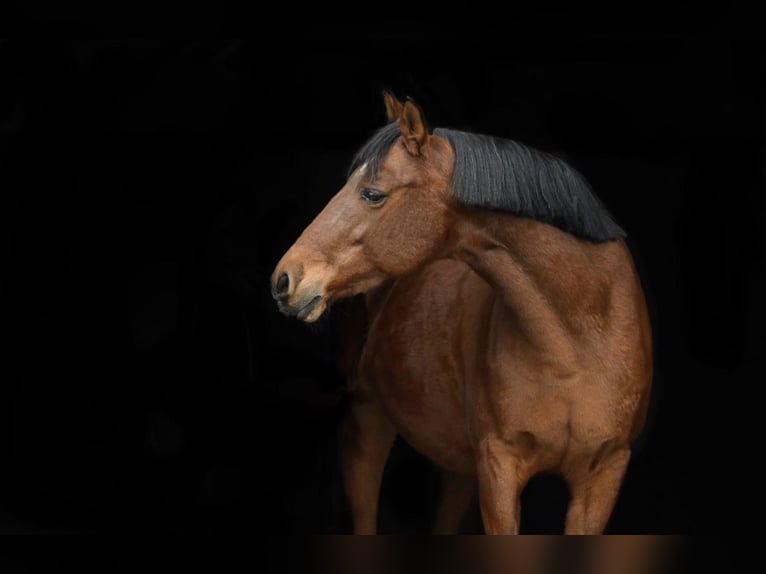 Cruzado Stute 11 Jahre 155 cm Brauner in Wingerode