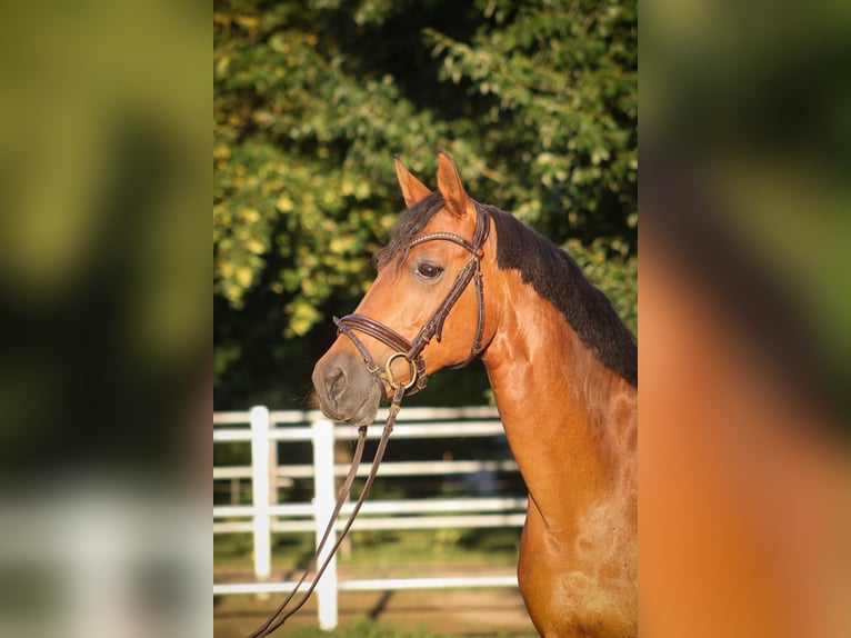 Cruzado Stute 11 Jahre 155 cm Brauner in Wingerode