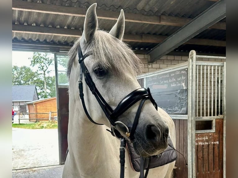Cruzado Stute 11 Jahre 158 cm Schimmel in Lünen